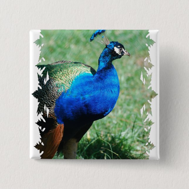 Pretty Peafowl  Button (Front)