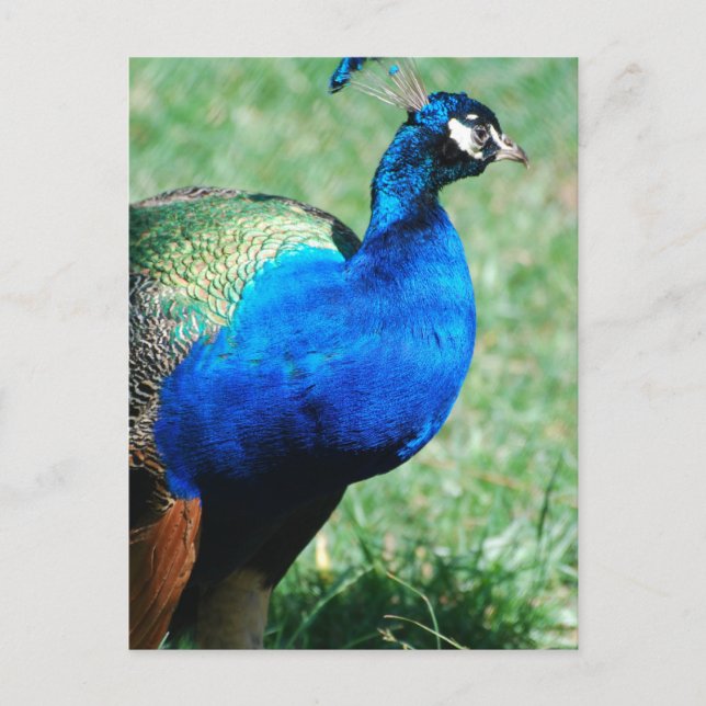 Pretty Peafowl  Postcard (Front)