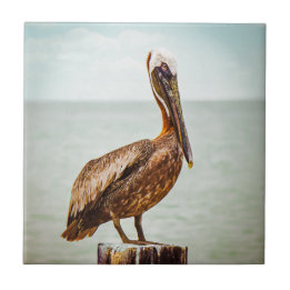 Pretty Pelican Perched Over the Ocean Tile