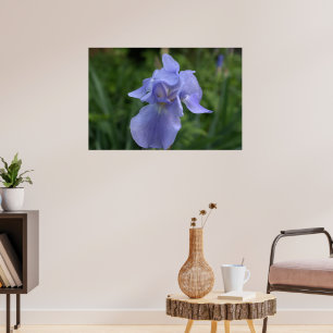 Pretty Periwinkle Iris Flower Poster