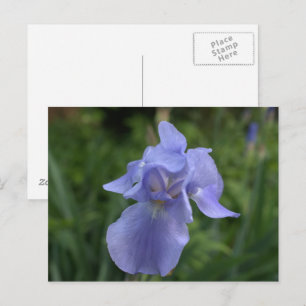 Pretty Periwinkle Iris Garden Postcard