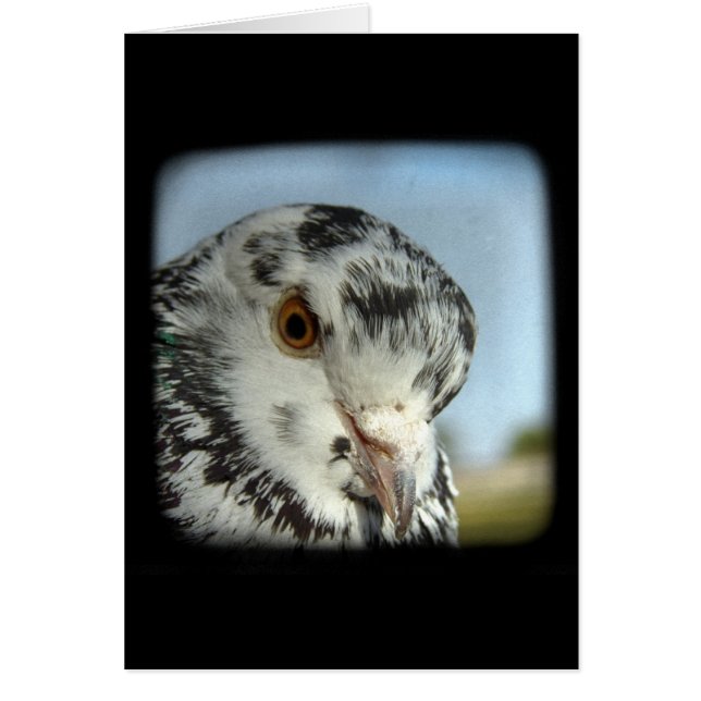 Pretty Pigeon (Front)