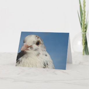 Pretty Pigeon All Occasions Greeting Card 