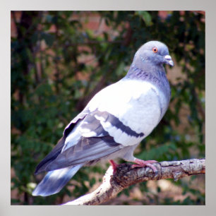 Pretty Pigeon Poster