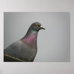 Pretty Pigeon Print