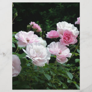 pretty pink and white rose flower bushes. Floral,