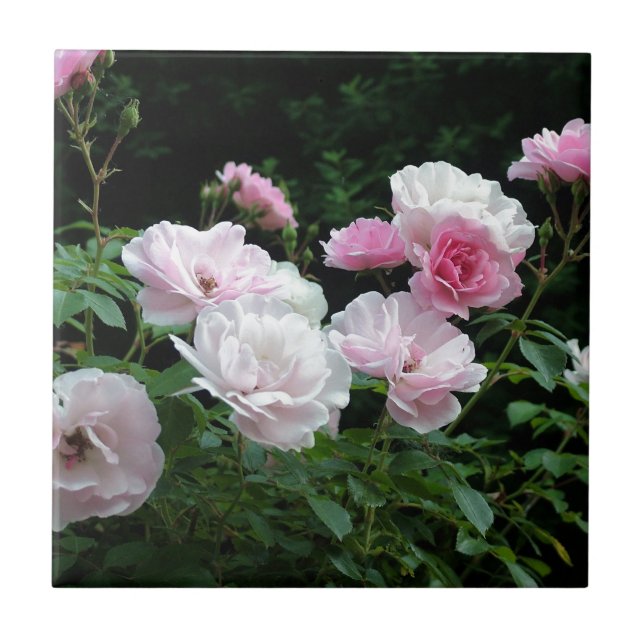 pretty pink and white rose flower bushes. Floral, Ceramic Tile (Front)