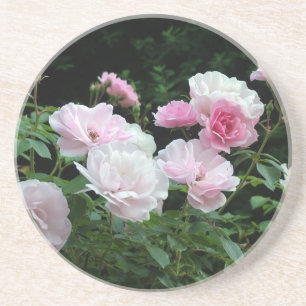 pretty pink and white rose flower bushes. Floral, Coaster