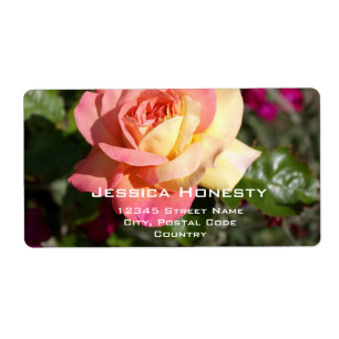 Pretty pink and yellow rose flower, custom