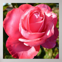 Pretty Pink Autumn Rose Poster