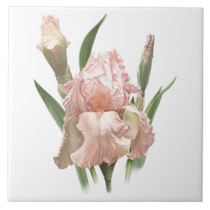 Pretty Pink Bearded Iris Flower Botanical Art Ceramic Tile