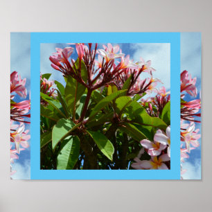 Pretty Pink Blooming Frangipani Tree, Poster