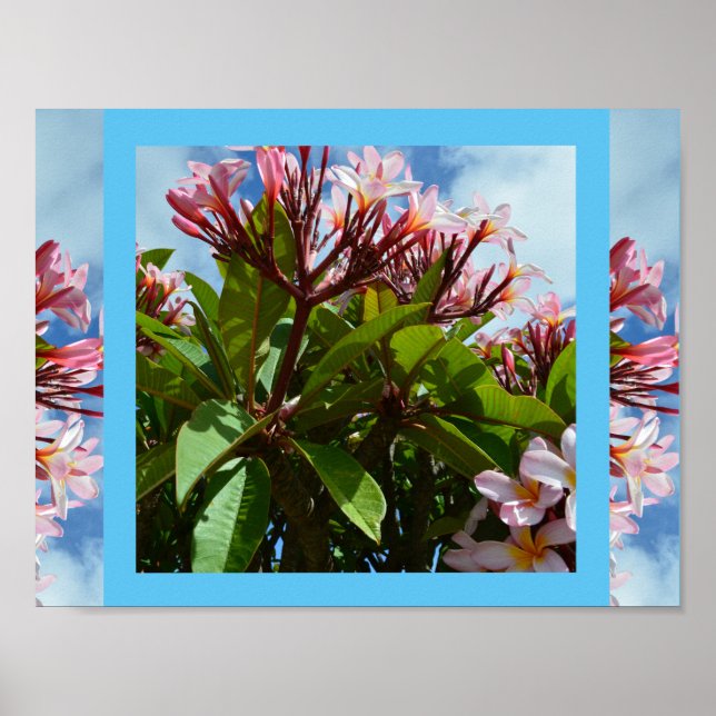 Pretty Pink Blooming Frangipani Tree,  Poster (Front)