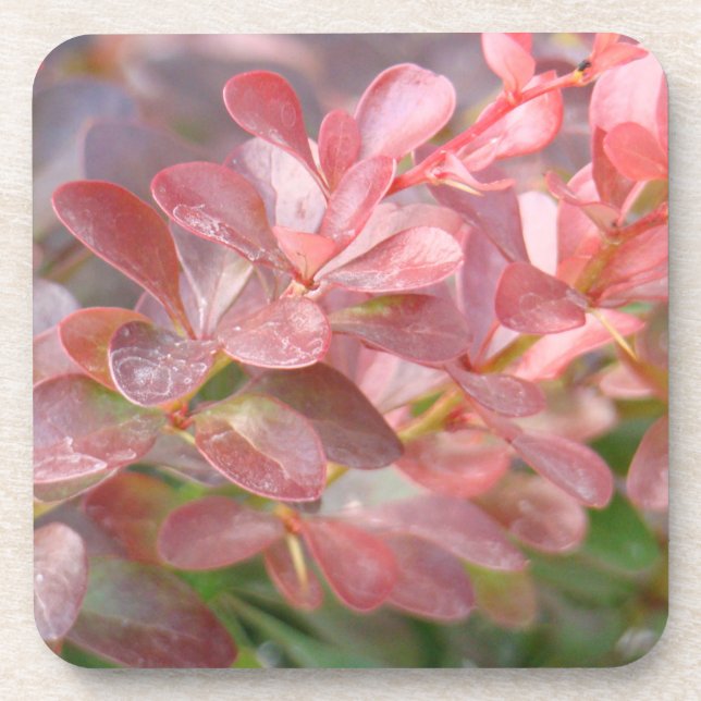 Pretty Pink Branches Coaster (Front)