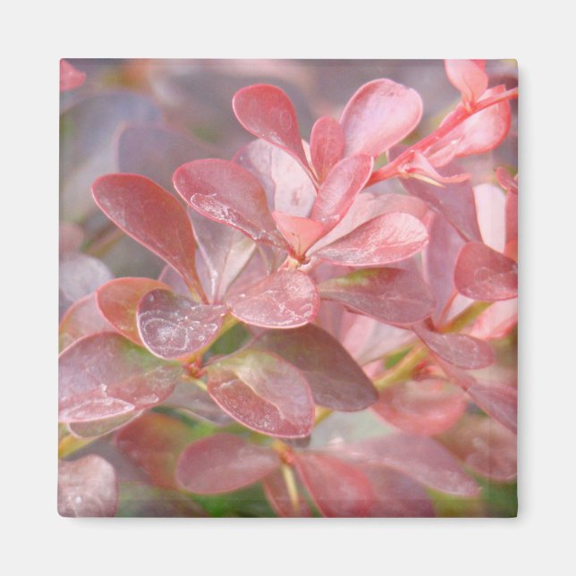 Pretty Pink Branches Magnet (Front)