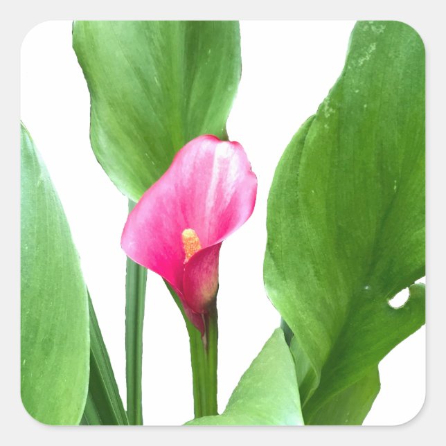 Pretty Pink Calla Lily Square Sticker (Front)