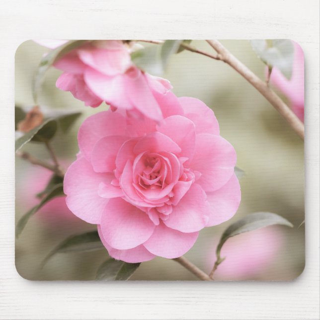 Pretty Pink Camellia  Mouse Pad (Front)