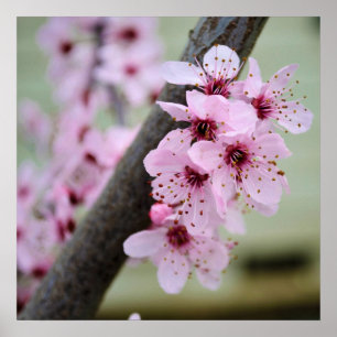 Pretty Pink Cherry Blossom Flowers Poster