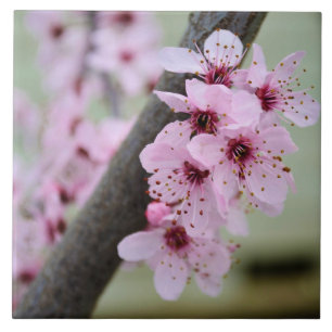 Pretty Pink Cherry Blossom Flowers Tile