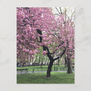 Pretty Pink Cherry Blossom Tree NYC New York City Postcard