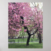 Pretty Pink Cherry Blossom Tree NYC New York City