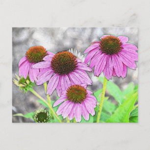 Pretty Pink Coneflower Postcard