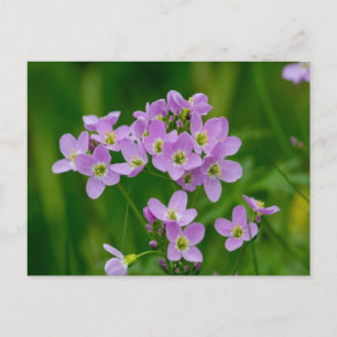 Pretty Pink Cuckoo Flowers Postcard
