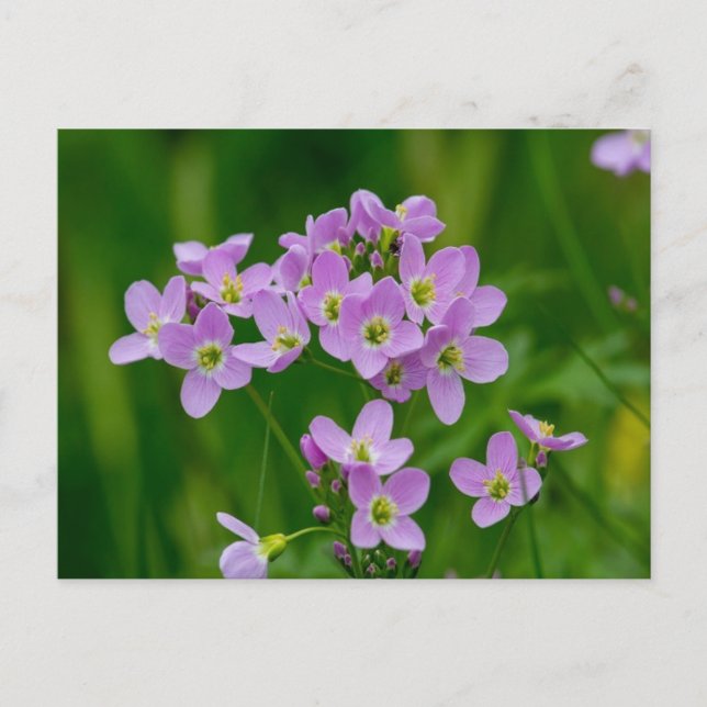 Pretty Pink Cuckoo Flowers Postcard (Front)