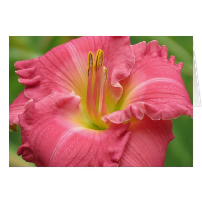 Pretty Pink - Daylily (Front Horizontal)
