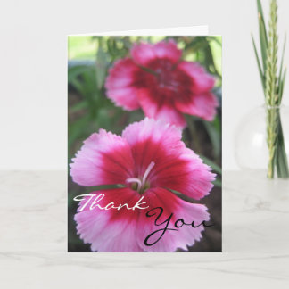 Pretty Pink Dianthus Greeting Card