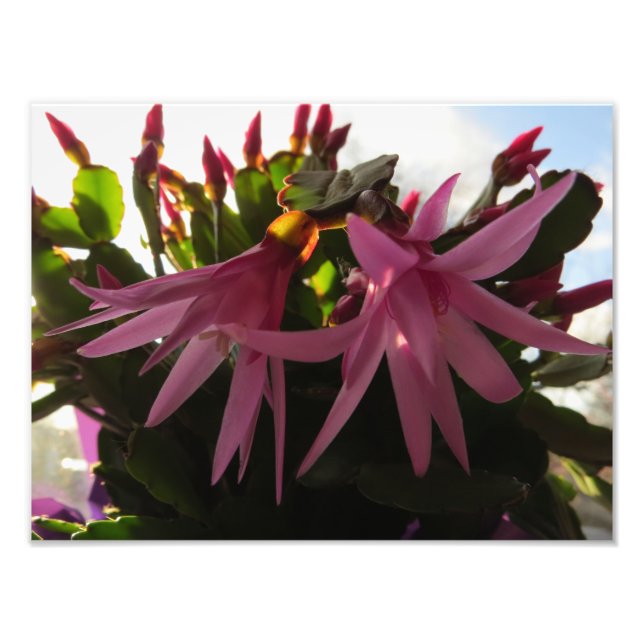 Pretty Pink Easter Cactus Flowers Photo Print (Front)
