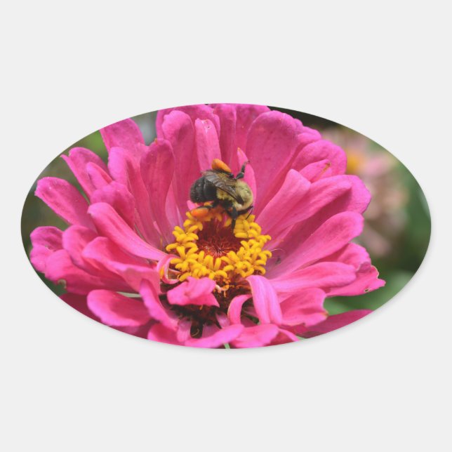 Pretty pink floral Pink Zinnia Bumble bee Oval Sticker (Front)