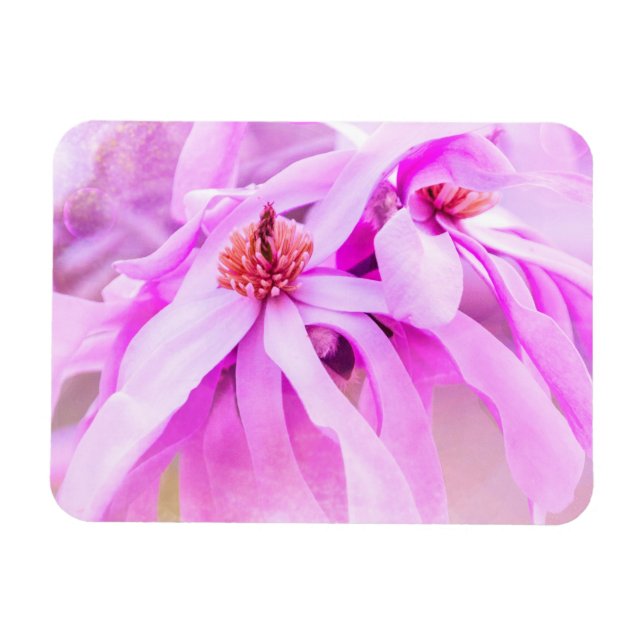Pretty Pink Flower Blossoms Magnet (Horizontal)