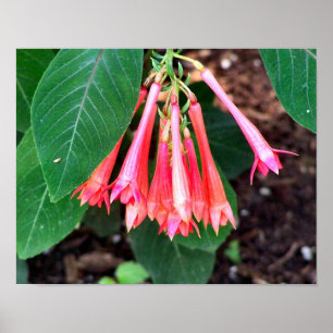 Pretty Pink Flowers Close Up Poster