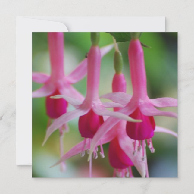 Pretty Pink Fuchsia Flowers (Front)
