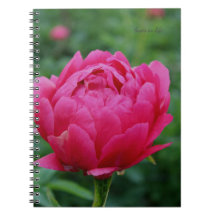 Pretty Pink Garden Peony