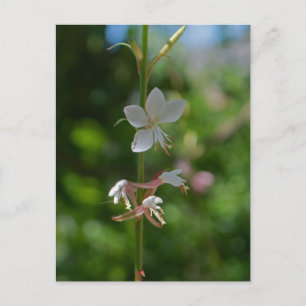 Pretty Pink Gaura Flowers Postcard