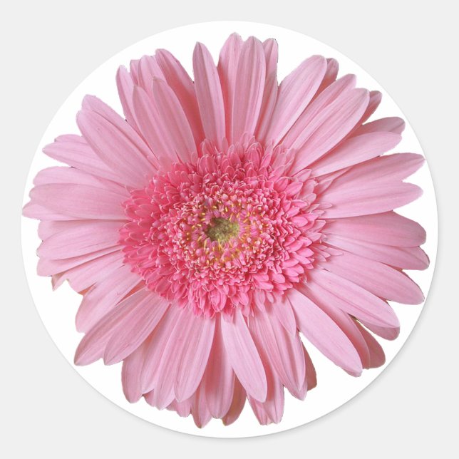 Pretty Pink Gerber Daisy Sticker (Front)