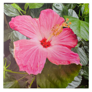 Pretty Pink Hibiscus Ceramic Tile