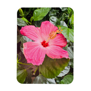 Pretty Pink Hibiscus Magnet