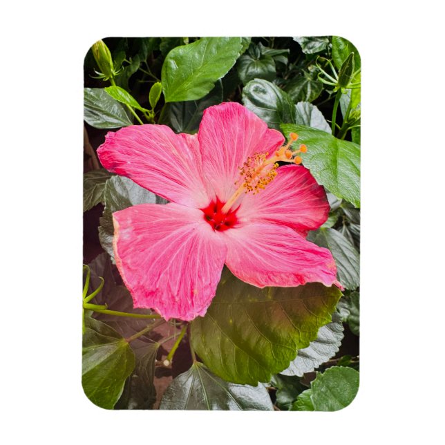 Pretty Pink Hibiscus Magnet (Vertical)