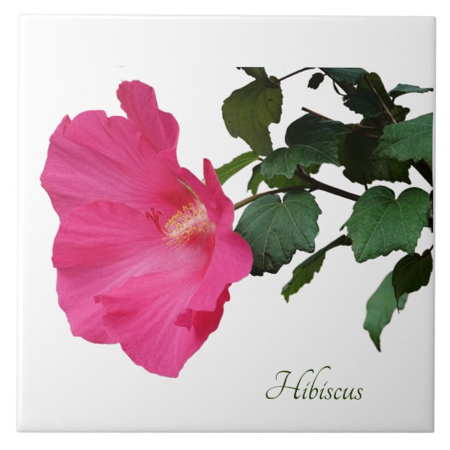Pretty pink hibiscus on white ceramic tile (Front)