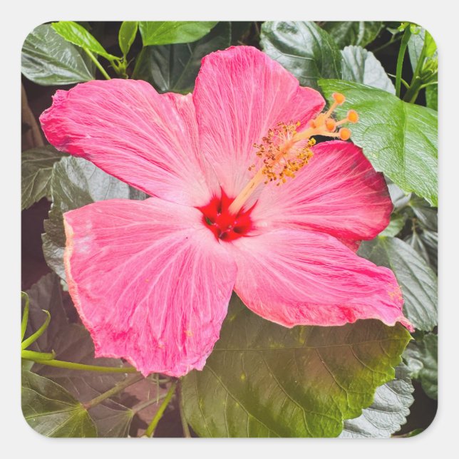 Pretty Pink Hibiscus Square Sticker (Front)
