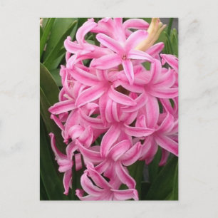 Pretty Pink Hyacinth Flowers Postcards