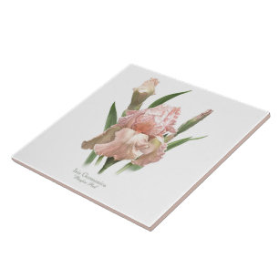 Pretty Pink Iris Botanical Style Art Ceramic Tile
