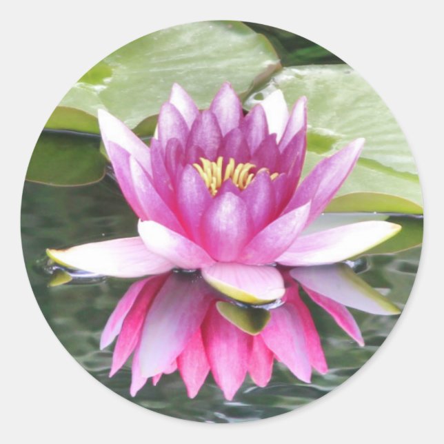 Pretty Pink Lotus Reflected Classic Round Sticker (Front)