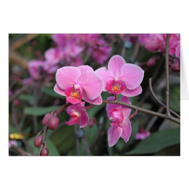 Pretty pink orchid flowers (Front Horizontal)