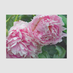Pretty Pink Peonies Tissue Paper