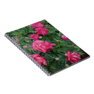 Pretty Pink Peony Bush Notebook