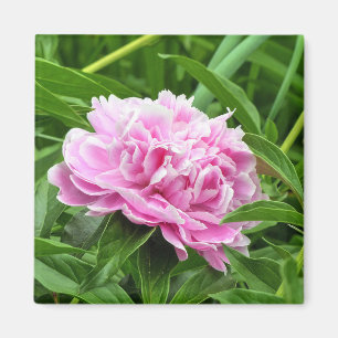 Pretty Pink Peony Magnet